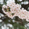 東京タワー周辺で桜狩り