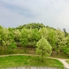 新緑の公園散歩
