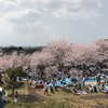 町内会の花見