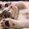 【Pexels Cats】商用利用も無料のネコのフリー写真素材！存分にネコを堪能しよう！