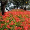 権現堂堤で彼岸花を見てきた