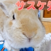 【ミニウサギの飼い方】コロナ禍だから飼ってしまった！？ミニウサギを安価だからって飼っていいのか？？