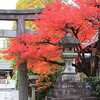 路地裏紅葉２０１３～「わら天神から龍安寺」