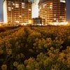 菜の花畑の夜
