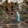 雪でも元気な野鳥たち