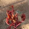鉢植えと地植、ボタンにはどっちがいいんでしょう？
