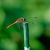 １０月の赤塚植物園、その４。