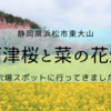 浜松市観光穴場スポット！東大山の河津桜と菜の花のコラボを見てきました