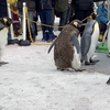 動物看護師の小澤です！