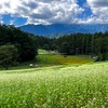 【2025年】中山高原、そばの花が満開