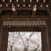 京都サボリ旅。平野神社を桜を堪能する。2018年3月28日