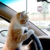 猫画像まとめ～ドライブ