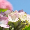 紫陽花が見ごろ