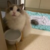 朝、僕が準備するのをじっと見守ってくれたふくちゃん