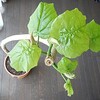 坊主になったウンベラータ・ 続編