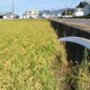 ふたつ目３つ目の耕起田んぼで草刈りを行いました。サボり癖が…（田植え後１６週目、出穂６週目）