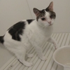 猫、風呂に入る