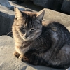 銚子の旅【出会った猫編】