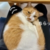 本日お膝猫サービスDay。