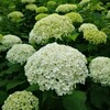 【相模原北公園】でアジサイと花菖蒲・バラ見てきました☆2024年6月【相模原市】今PayPayで20％還元中