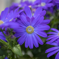 サイネリアの花言葉と誕生花 旅カメラ サイネリアの花言葉と誕生花 旅カメラ