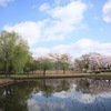 さきたま古墳の桜