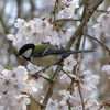 桜と小鳥♪