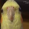 オカメインコ 虹の橋へ