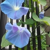 今日は終日雨！早朝の気温２１℃、日中は２２℃？梅雨らしい天気！