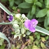 昨日掲載の花は金のなる木の花だった！ ほか私のスマホ事情など