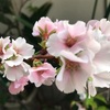 桜が咲きました。     幻の花   『久米の桜』