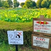 原始蓮の池（埼玉県深谷）