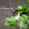 八重山諸島のねこさん