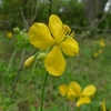 公園は花盛り