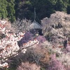 吉野山の桜２０２３年（３月下旬～４月中旬）