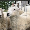 動物に癒されたいならハイジ牧場へ行こう