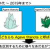 Agave titanota ' No. 1 ' （アガベ チタノタ ’ナンバーワン’）について ① 〜 チタノタ? オテロイ?  ' No. 1 ' の正体を探る ＋ 「FO-076」などの用語解説〜