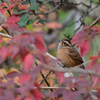 最近の鳥見