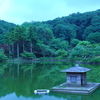 雨の公園。[カルガモ][アジサイ][ハナショウブ]