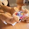 にゃんずへのお誕生日プレゼント2024