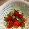 苺の収穫。第3弾♪