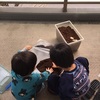 【子育て】カブトムシを幼虫から飼育する！