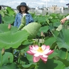 ハス開花始まる　東大農場の見本園