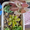 🌵多肉植物  秋の植え替え作業⑨🌵