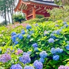 【三室戸寺と大吉山展望台】宇治🍵の見所自然スポットを巡ろう🌿