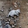 子猫が苦しみながら最後の瞬間を迎えていた時奇跡が起きた