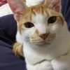 猫の表情と感情