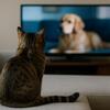 セルゲイ・ドクチャエフ🍀一緒に番組を見るが、理解しているのか？猫は画面と動きをどう認識するか 