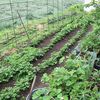 【隠居の朝の一言　野菜を育てる事は簡単　05/26】