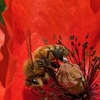 🏵名もなきポピー畑でルンルン撮影🐝